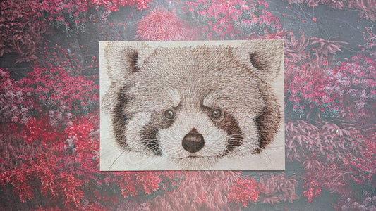 Red Panda - Postcard