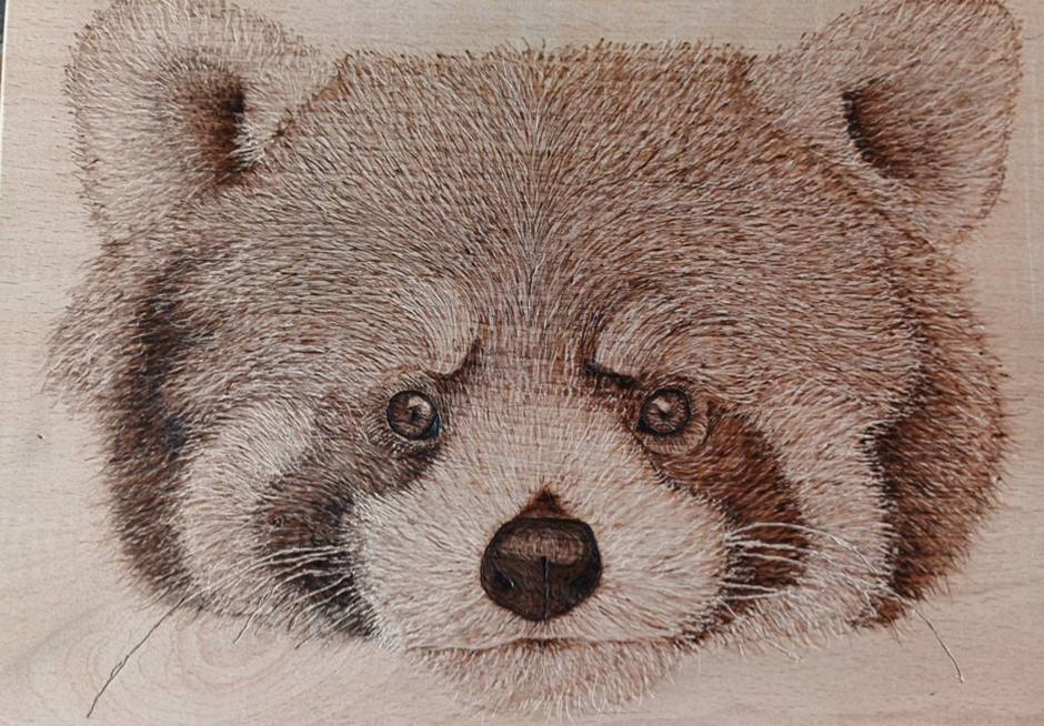 Red Panda - Postcard