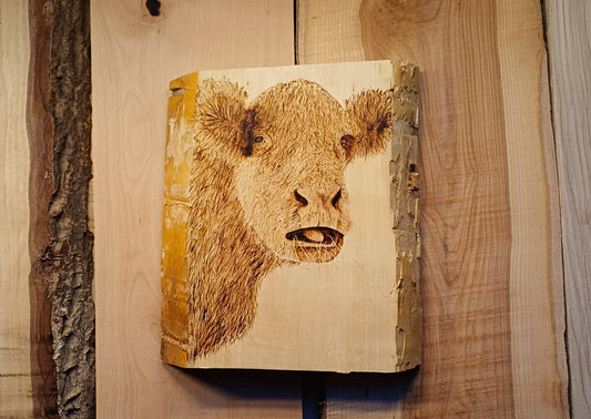 Cow Eating Hay
