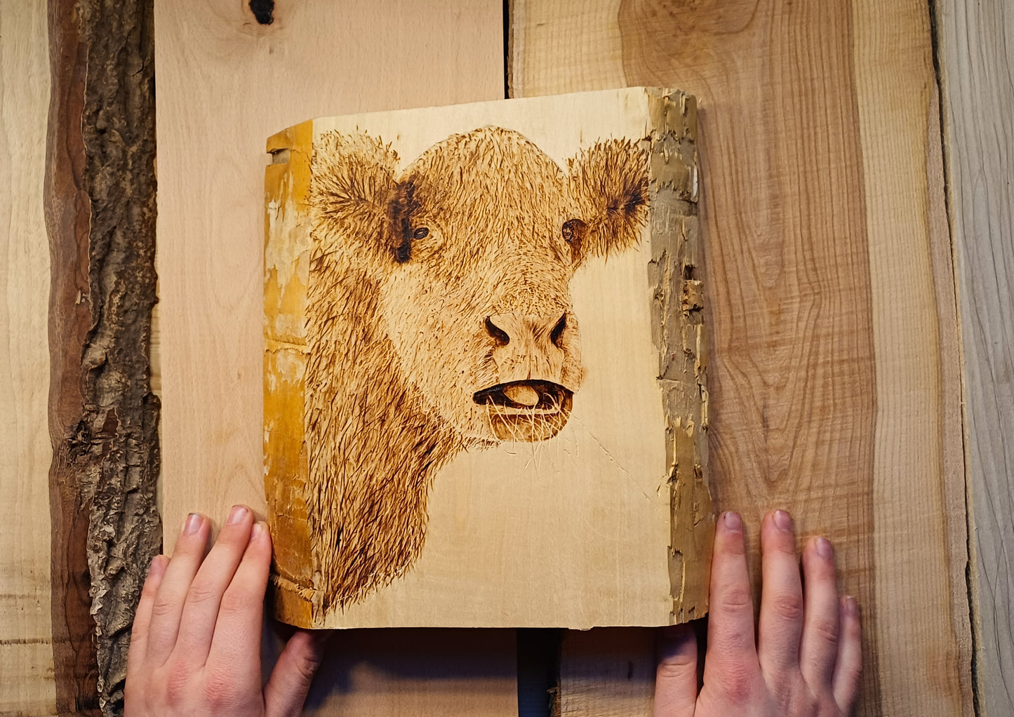 Cow Eating Hay