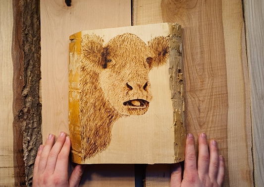 Cow Eating Hay