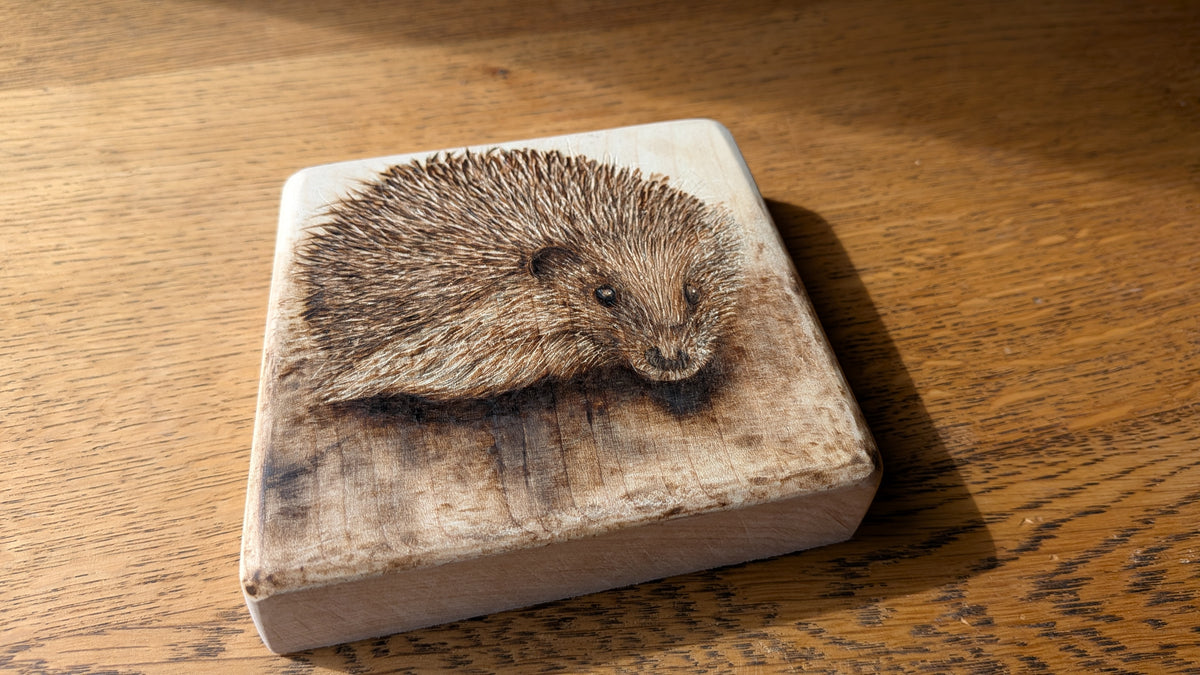 Bonfire Night Companion