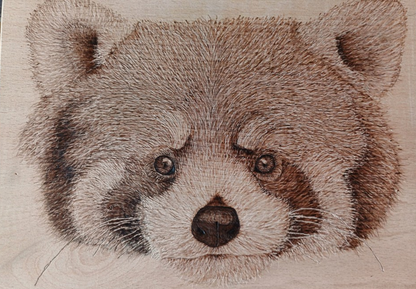Red Panda - Postcard