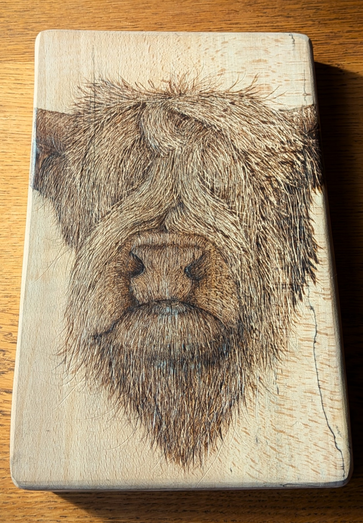 Highland Hairdo - Postcard